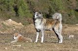 AKITA INU 095